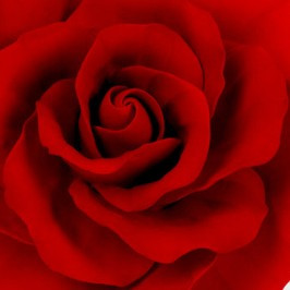 Red Rose Icon Team