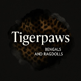 Tigerpaws Bengals and Ragdolls