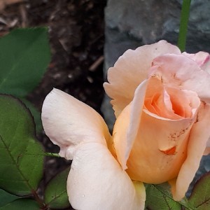 Rhonda's Pink Ribbon Breakfast