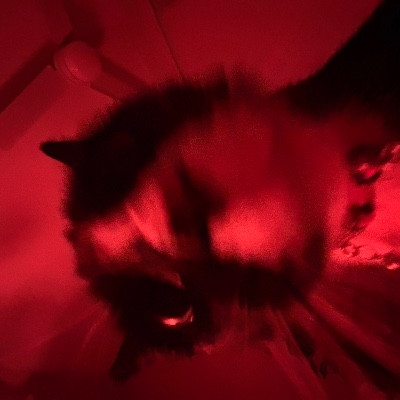 Honky Cats