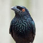 Darwin Drongos